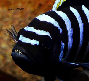 Cynotilapia zebroides 'Likoma Island'
